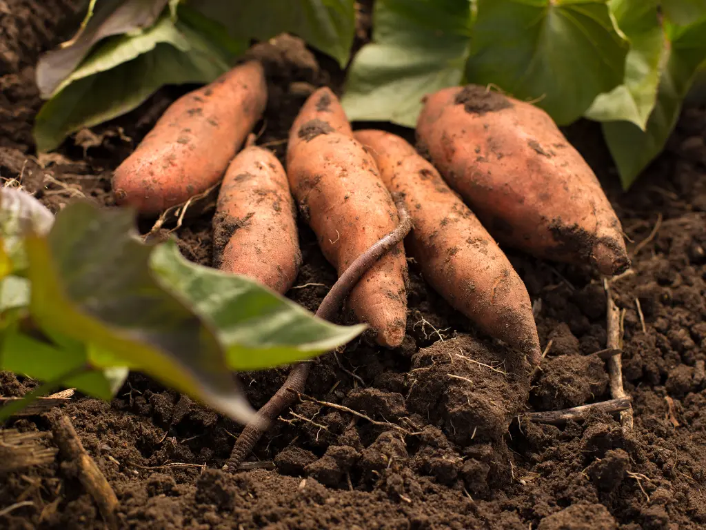 Harvested Beauregard sweet potatoes lying in loose garden soil surrounded by green vines.