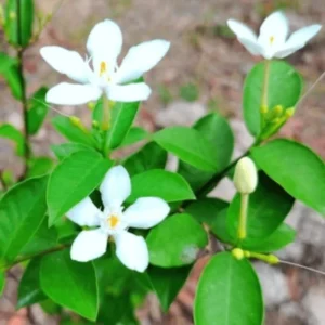 Fragrant Jasmine Plants - 4 Live Starter Plugs - White Flowers, Fast Growing