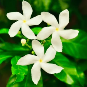 Fragrant Jasmine Plants - 4 Live Starter Plugs - White Flowers, Fast Growing