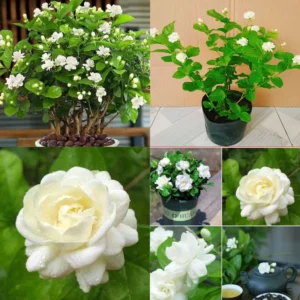 Fragrant Jasmine Plants - 4 Live Starter Plugs - White Flowers, Fast Growing