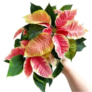 Poinsettia Plants Live Multi Varieties - Christmas Holiday Decoration Houseplant 5-10 Inch No Pot