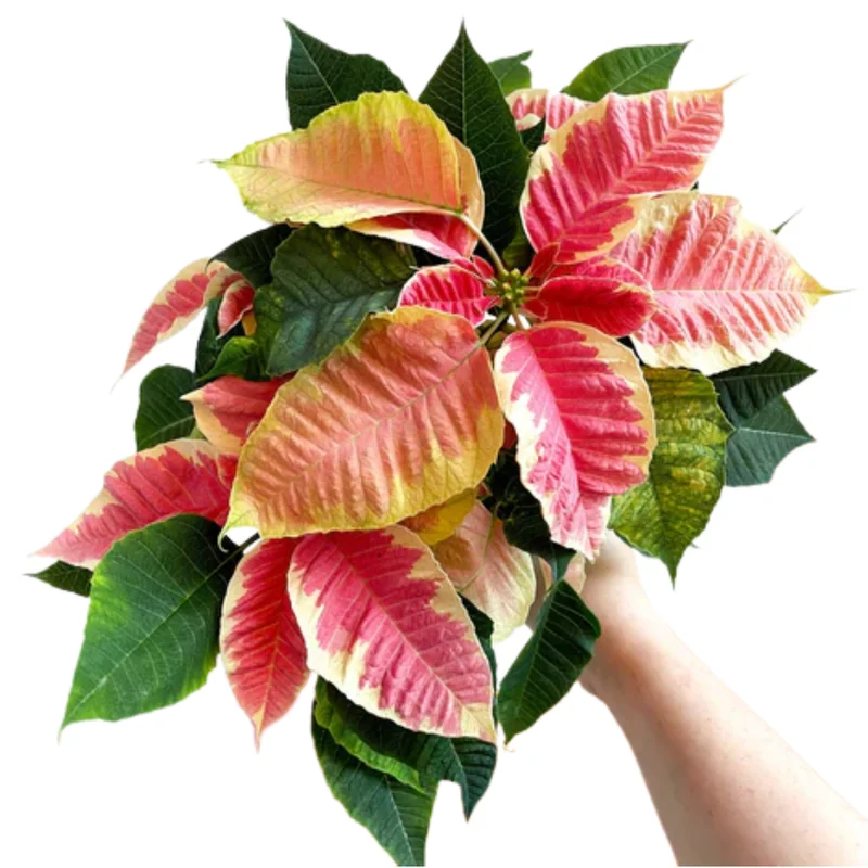 Poinsettia Plants Live Multi Varieties - Christmas Holiday Decoration Houseplant 5-10 Inch No Pot