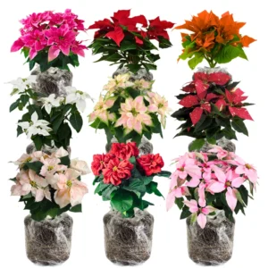 Poinsettia Plants Live Multi Varieties - Christmas Holiday Decoration Houseplant 5-10 Inch No Pot