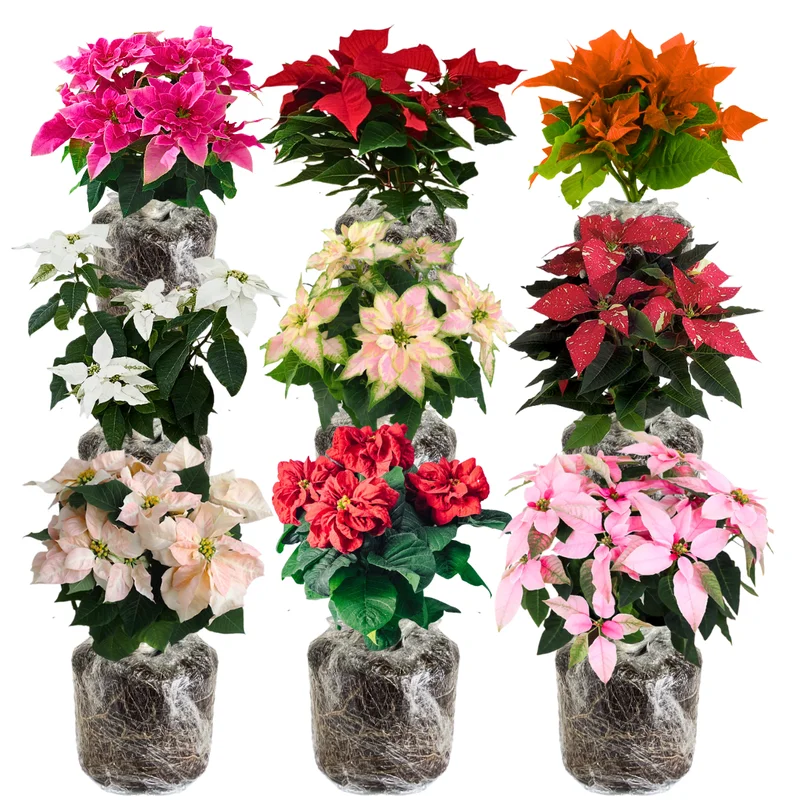 Poinsettia Plants Live Multi Varieties - Christmas Holiday Decoration Houseplant 5-10 Inch No Pot