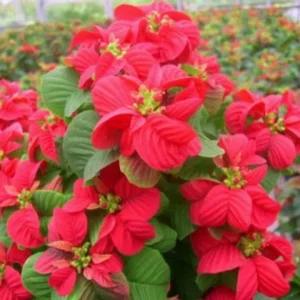 Poinsettia Plants Live Multi Varieties - Christmas Holiday Decoration Houseplant 5-10 Inch No Pot