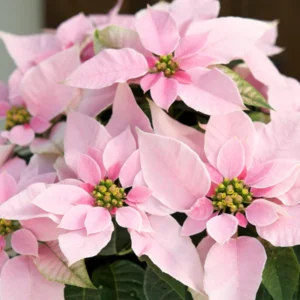 Poinsettia Plants Live Multi Varieties - Christmas Holiday Decoration Houseplant 5-10 Inch No Pot