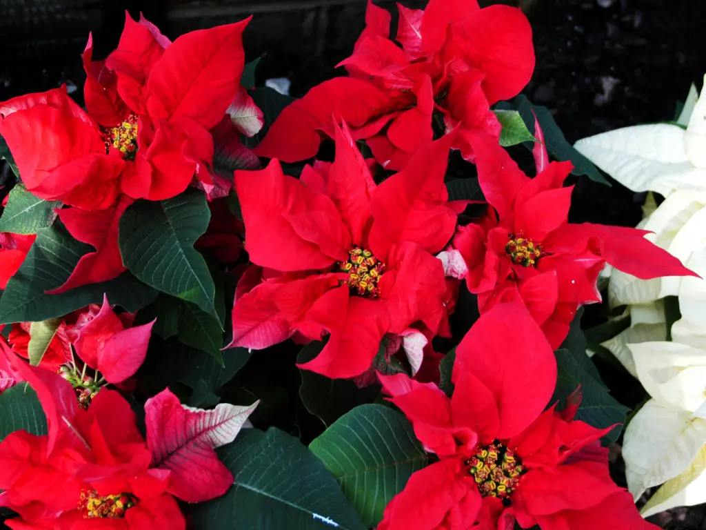 Red Christmas Flowers and Plants