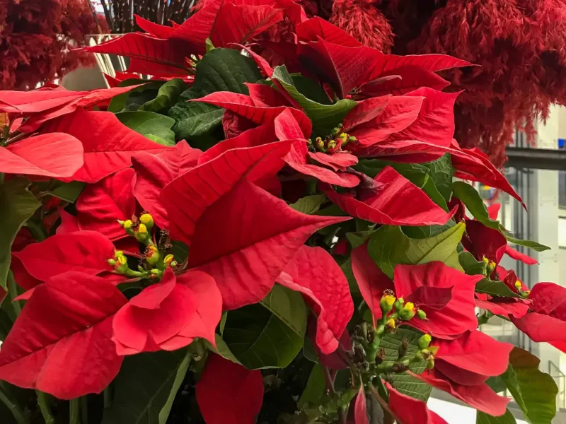 Poinsettia