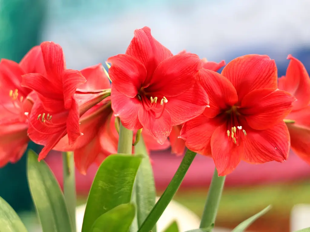 Amaryllis