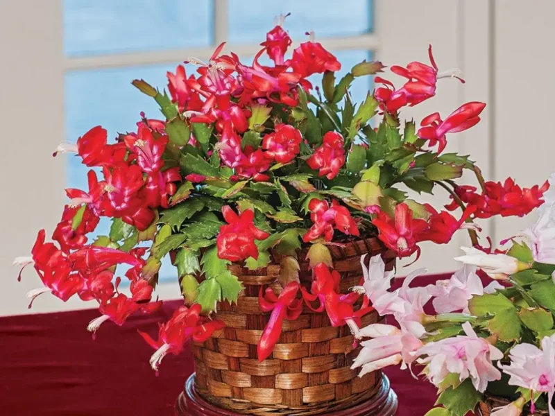 Christmas Cactus