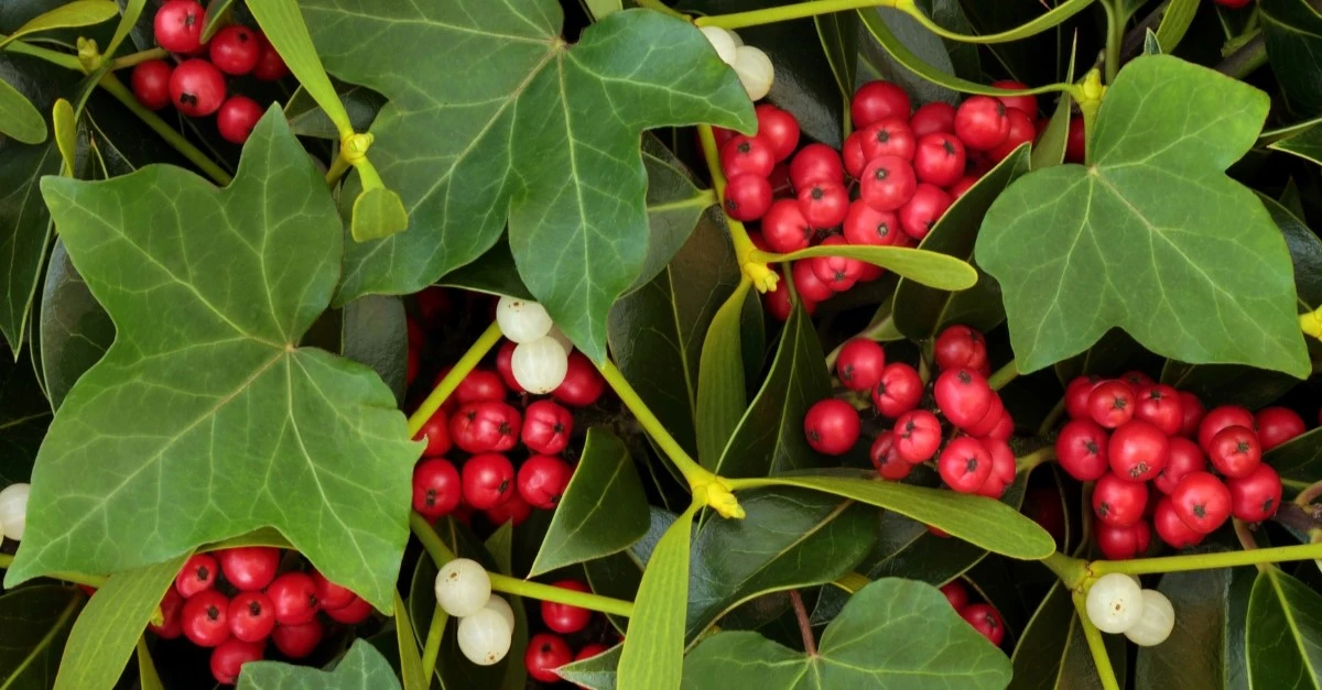 8 Festive Christmas Flowers and Plants Other Than Poinsettias You Need to Know