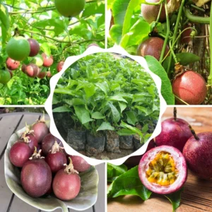 Passion Fruit Plants - 2 Live Climbing Vine Trees - Fast Growing & Edible Fruits