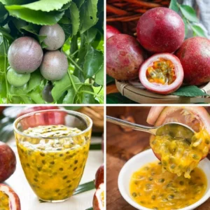 Passion Fruit Plants - 2 Live Climbing Vine Trees - Fast Growing & Edible Fruits