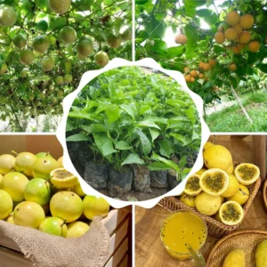 Passion Fruit Plants - 2 Live Climbing Vine Trees - Fast Growing & Edible Fruits