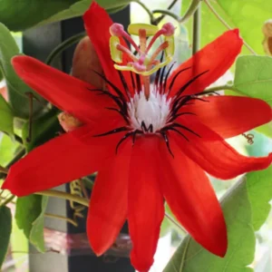 Abundant Bloom Passion Flower Plants - Live Passiflora Vines, 5-9" Tall, Perennial, Fragrant