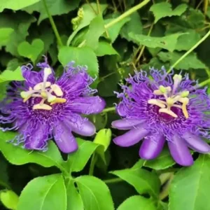 Abundant Bloom Passion Flower Plants - Live Passiflora Vines, 5-9" Tall, Perennial, Fragrant