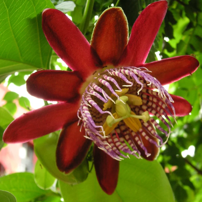 Abundant Bloom Passion Flower Plants - Live Passiflora Vines, 5-9" Tall, Perennial, Fragrant