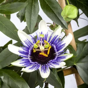 Abundant Bloom Passion Flower Plants - Live Passiflora Vines, 5-9