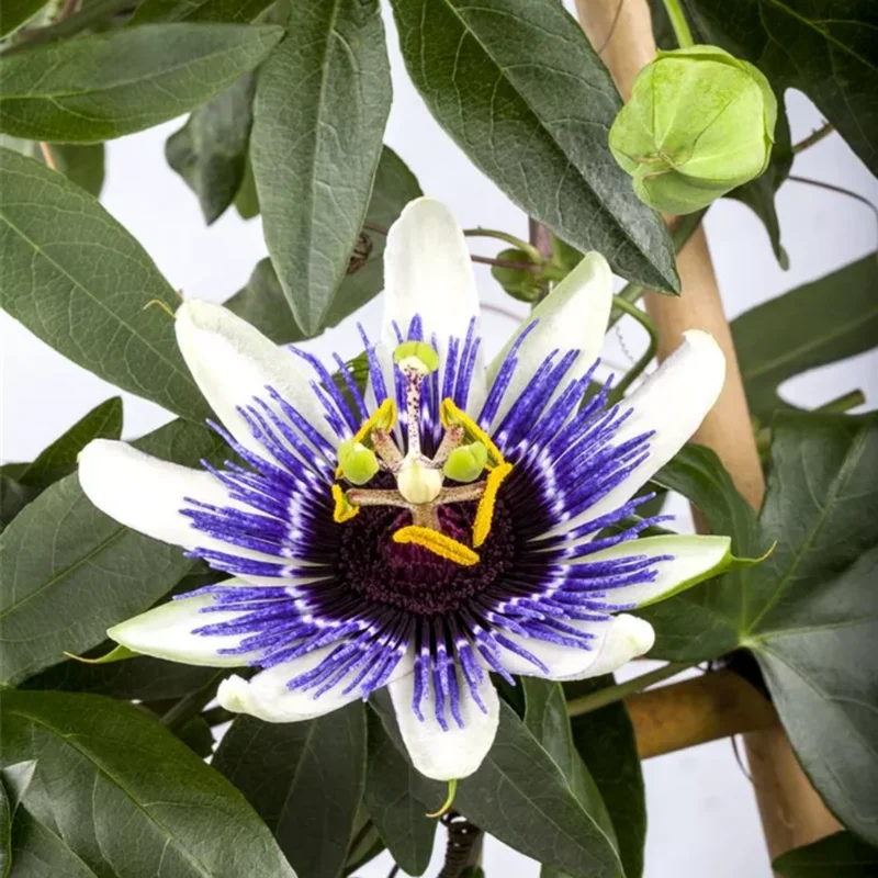 Abundant Bloom Passion Flower Plants - Live Passiflora Vines, 5-9" Tall, Perennial, Fragrant