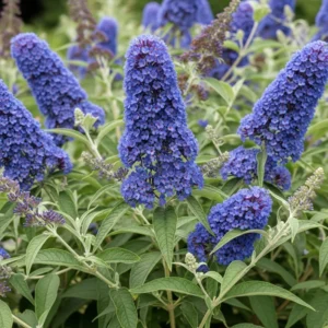 Butterfly Bush Live Shrub Plant 5-10 Inch Well Rooted