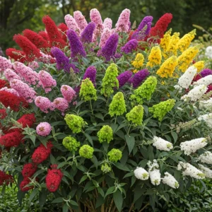 Butterfly Bush Live Shrub Plant 5-10 Inch Well Rooted