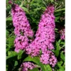 Butterfly Bush Live Shrub Plant 5-10 Inch Well Rooted