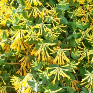 Honeysuckle Vine Plant Live - Climbing Vine for Gardens