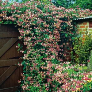 Honeysuckle Vine Plant Live - Climbing Vine for Gardens