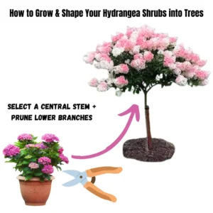 Li Jujube Tree Live Plant - 1 Year Old - Ready to Grow