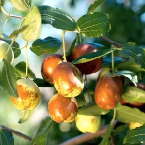 Li Jujube Tree Live Plant - 1 Year Old - Ready to Grow