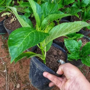 Li Jujube Tree Live Plant - 1 Year Old - Ready to Grow