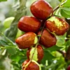 Li Jujube Tree Live Plant - High Yield Variety - 14-18 Inch Potted Fruit Tree