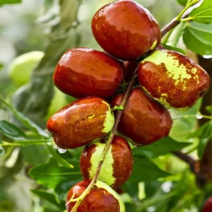 Li Jujube Tree Live Plant - High Yield Variety - 14-18 Inch Potted Fruit Tree
