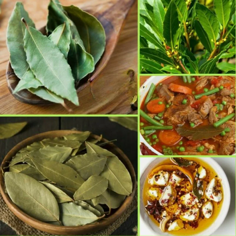 Fragrant Bay Leaf Plant Live Bay Laurel Herb 7 Months Old Ready to Grow