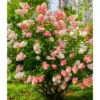 Hydrangea Tree Live Plant 6-12 Inch - Change Color, Vibrant Blooms