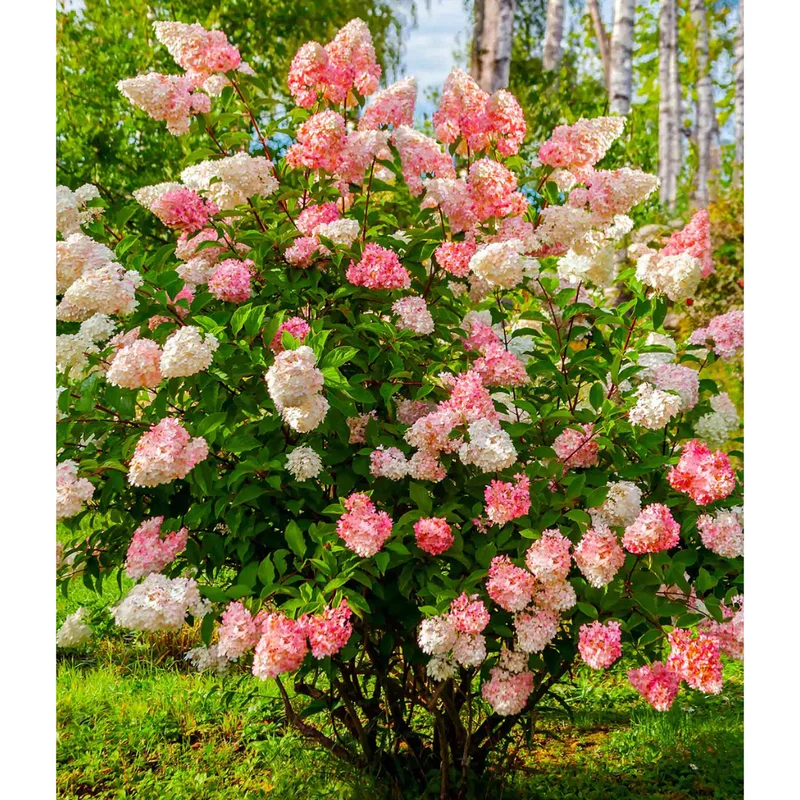 Hydrangea Tree Live Plant 6-12 Inch - Change Color, Vibrant Blooms