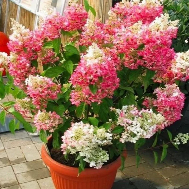 Hydrangea Tree Live Plant 6-12 Inch - Change Color, Vibrant Blooms