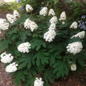 Hydrangea Tree Live Plant 6-12 Inch - Change Color, Vibrant Blooms