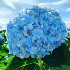 Hydrangea Tree Live Plant 6-12 Inch - Change Color, Vibrant Blooms