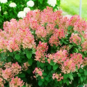 Hydrangea Tree Live Plant 6-12 Inch - Change Color, Vibrant Blooms