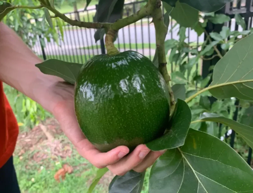 Marcus Pumpkin Avocado trees