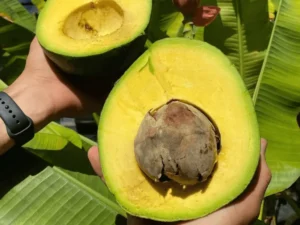 Marcus Pumpkin Avocado