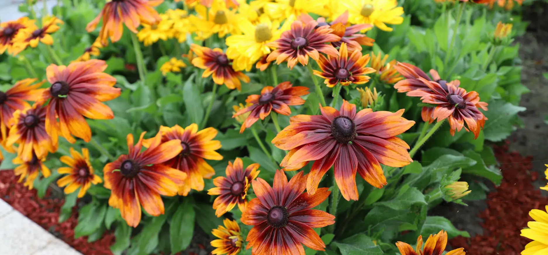 garden tree nursery banner - fall gardening