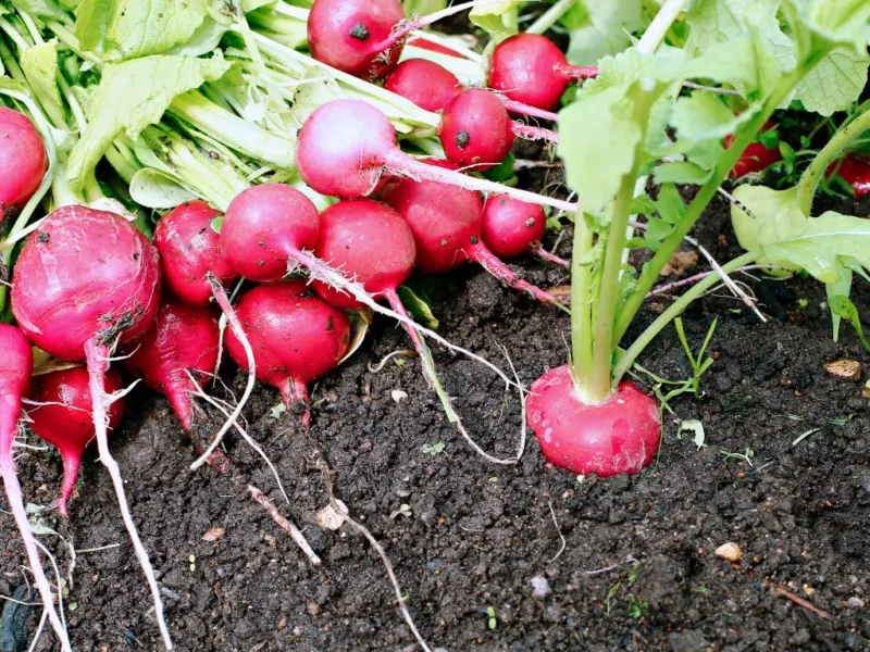 Radishes