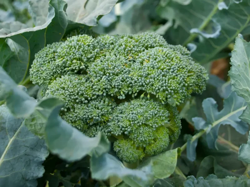 Broccoli
