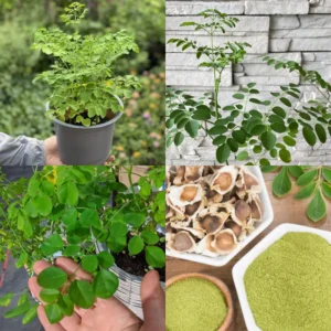 Moringa Seedling Tree Live Plant - 4