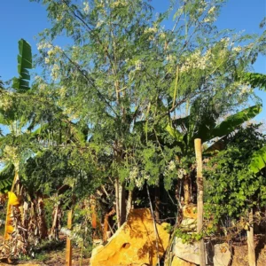 Moringa Seedling Tree Live Plant - 4