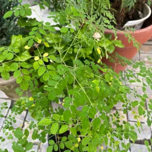 Moringa Seedling Tree Live Plant - 4" Pot, 6-8" Tall Malunggay