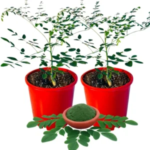 Moringa Oleifera Tree - 2 Live Plants in 4" Pot - 6-9" Tall Malunggay