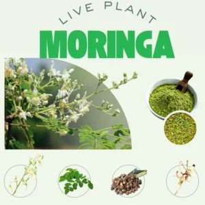 Moringa Oleifera Tree - 2 Live Plants in 4" Pot - 6-9" Tall Malunggay